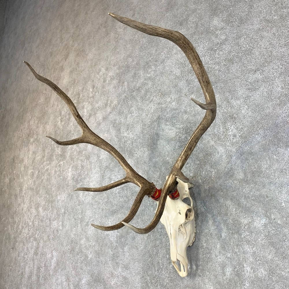 elk skull mount