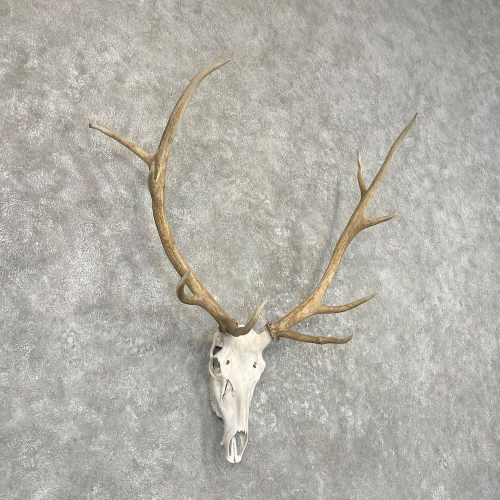 elk skull