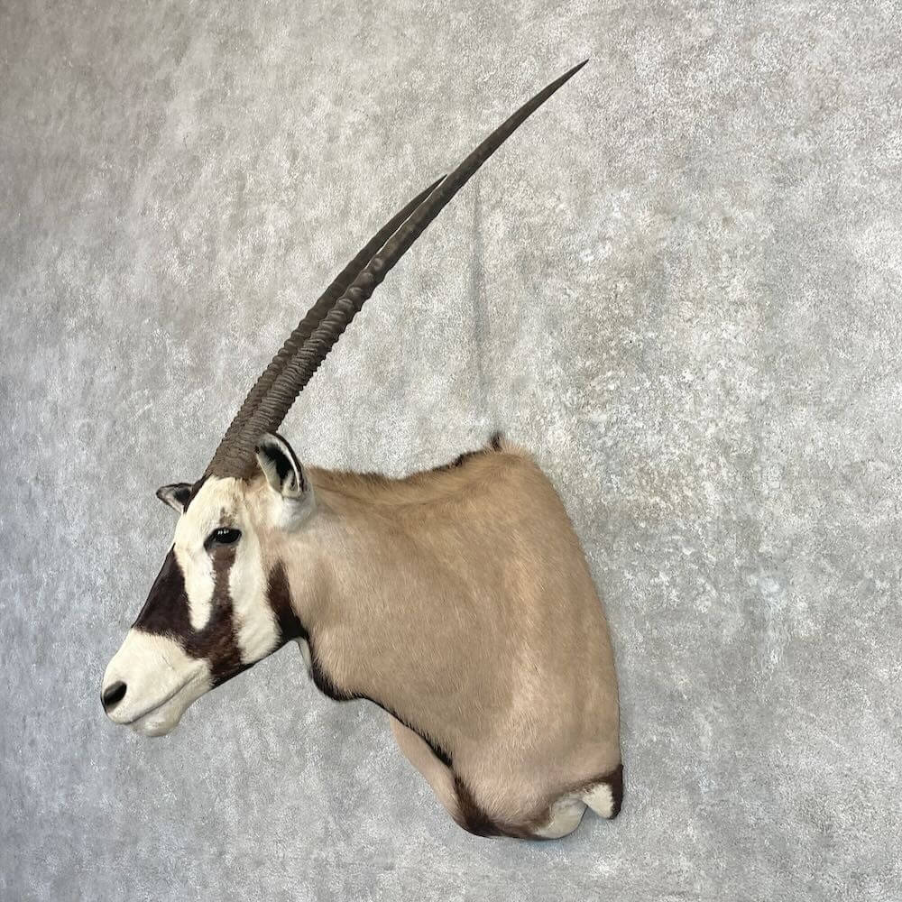 gemsbok taxidermy mount