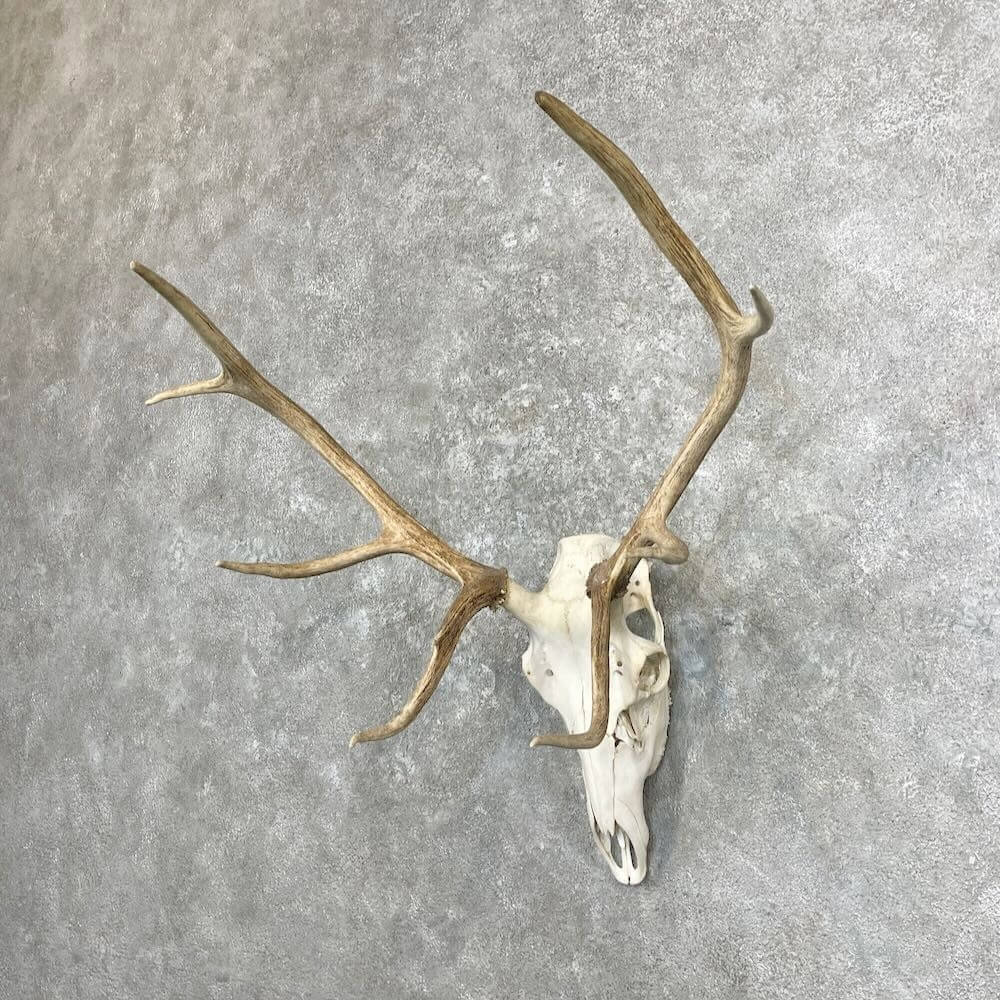 elk skulls