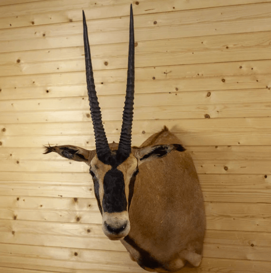 Gemsbok taxidermy for sale