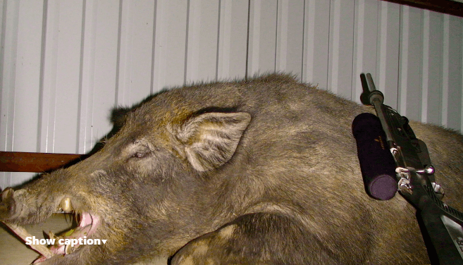 hungary boar hunting