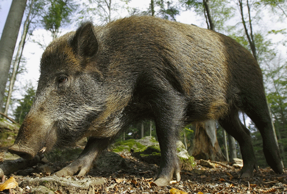 hungary boar hunting