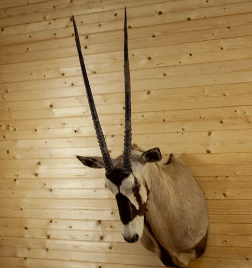 gemsbok mounts for sale