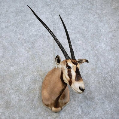 Gemsbok Mounts