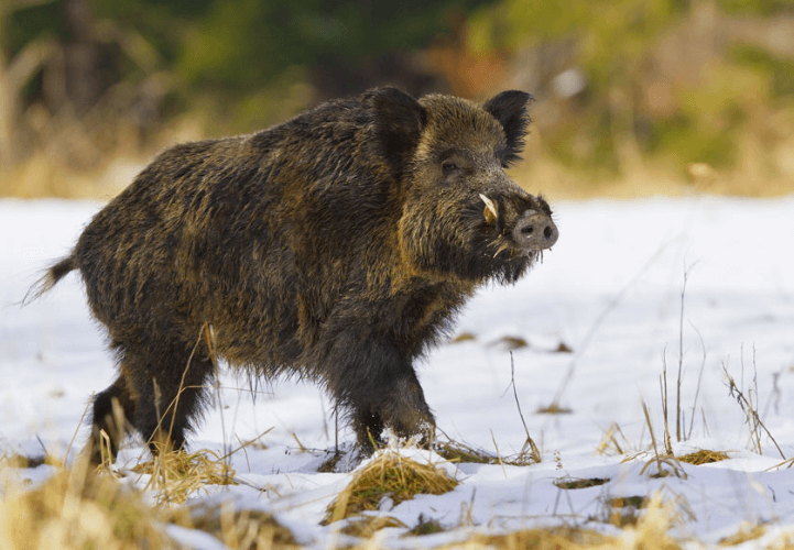 hungary boar hunting