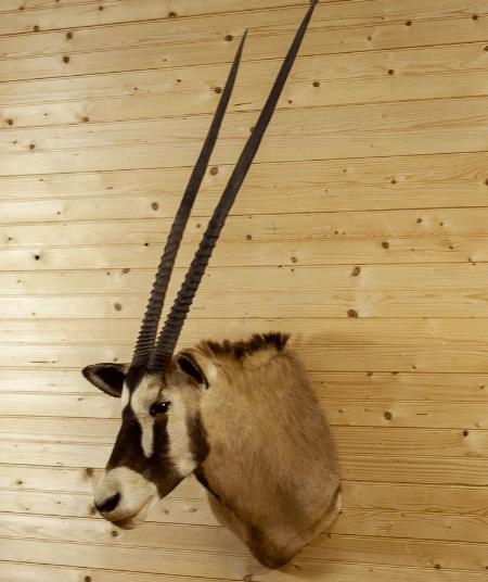 gemsbok mount shoulder