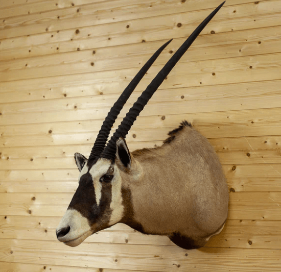 Gemsbok Shoulder Mounts