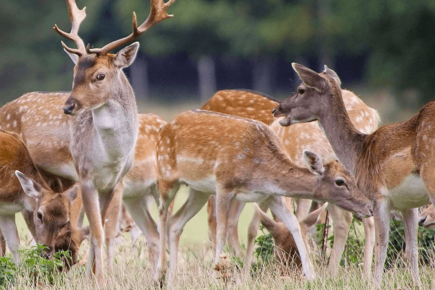 ireland hunting trips